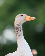 Gans-18994b1