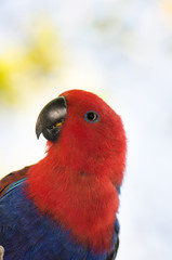 オオハナインコのメス