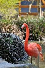 フラミンゴ