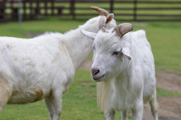 Obraz premium 山羊