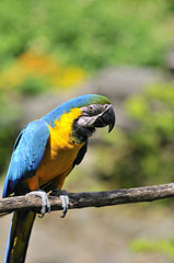 ルリコンゴウインコ