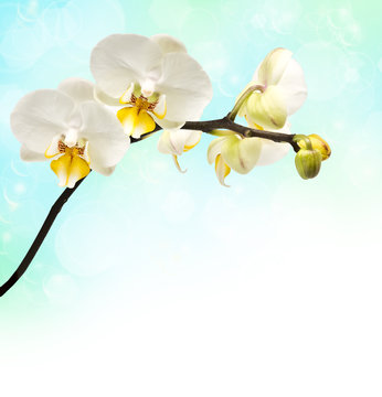 branch of flowering orchids