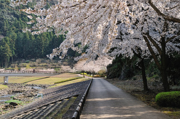 サクラの散歩道