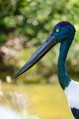 セイタカコウの上半身