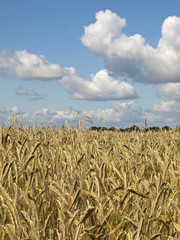 Roggenfeld - Sommertag