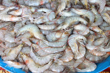 White shrimps