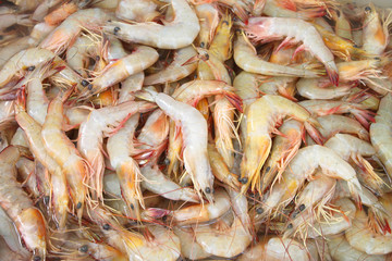 Shrimps