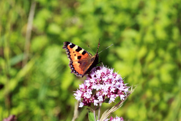 Aglais urticae L -  Small Tortoiseshell butterfly
