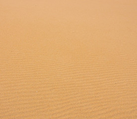 Düne Detail - dune detail 04