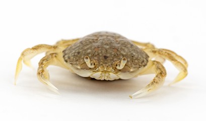 crab isolated on white