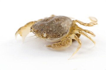 granchio
