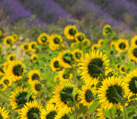 Lavendel und Sonnenblumen - lavender and  sunflowers 02
