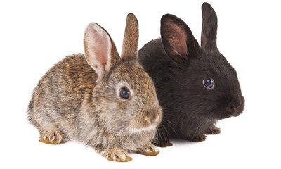 Fototapeta premium rabbits isolated
