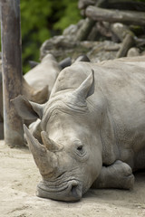 Fototapeta premium rhinocéros