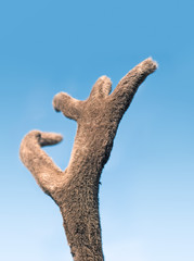 Rotwild Geweih Schaufel vor der Bast