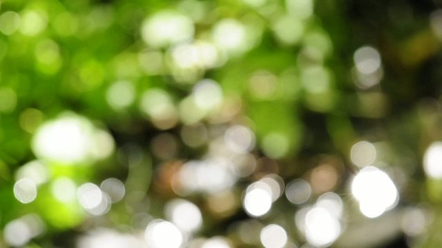 gr&uuml;ner, unscharfer  Hintergrund mit Sonnenreflektionen
