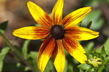 Sonnenhut (Echinacea)