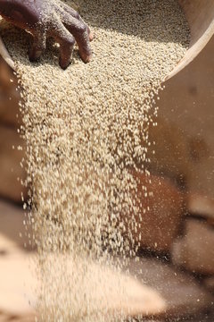A Dogon woman sorts her grain harvest