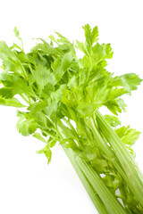 fresh green celery isolated on white background