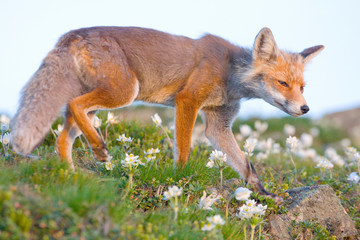 Red fox, sunrise, Babia Gora, Poland