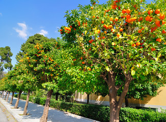 Fototapeta na wymiar orange trees