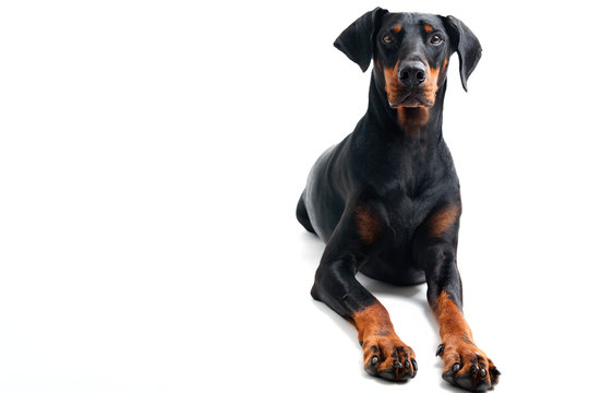 Freundlicher Dobermann