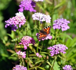 Sommerblumen
