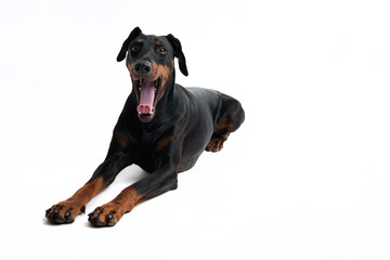 Gähnender Dobermann