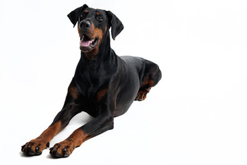 Freundlicher Dobermann