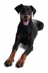 Obraz premium Freundlicher Dobermann