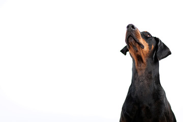 Freundlicher Dobermann