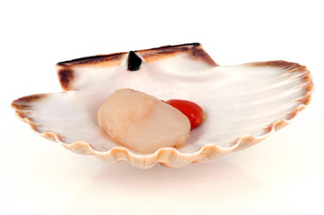 La coquille saint-jacques crue