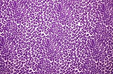 Purple Leopard Print