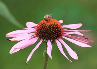 Echinacea purpurea - Rubinstern- Roter Sonnenhut mit Biene