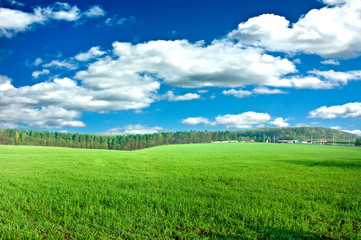 Obraz premium Green grass under blue sky