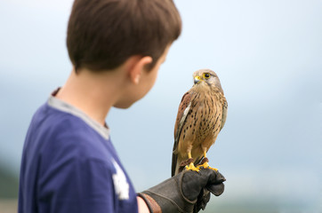 a youngster holding a hawk - 43808895