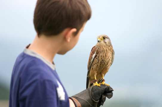 a youngster holding a hawk - Powered by Adobe