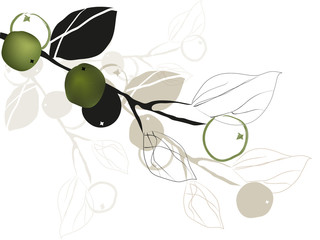 Olive tree