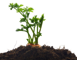 growing carrot - 43809831