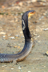 Cobra snake