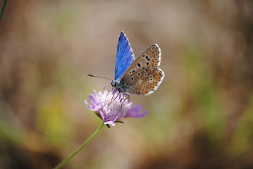 papillons