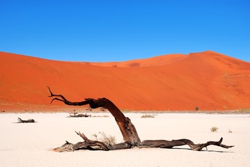 Abgestorbener Baum im Hidden Vlei