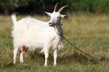 Obraz premium A white goat