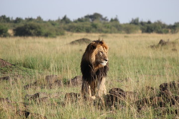 ケニアマサイマラ　王者ライオン