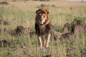 ケニアマサイマラ　王者ライオン