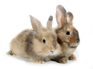 Two rabbits bunnies isolated on white