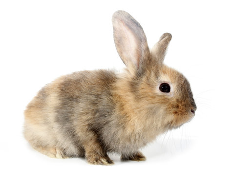Brown rabbit bunny isolated on white background