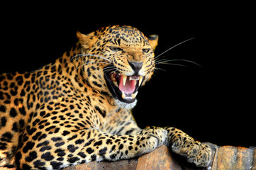 Leopard