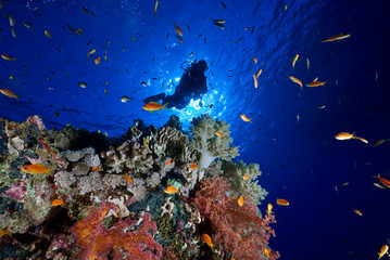 Naklejka na ściany i meble Woman scuba diver exploring soft corals