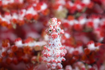 Pygmy seahorse in front of soft corals looking at camera